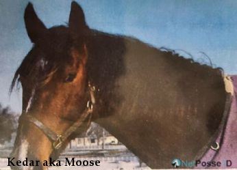 Kedar aka Moose